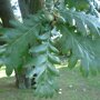 Quercus frainetto